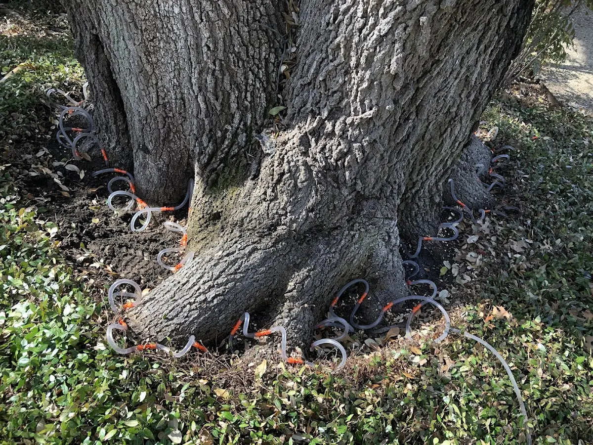Detailed Tree Cabling and Bracing job site in Kaneville