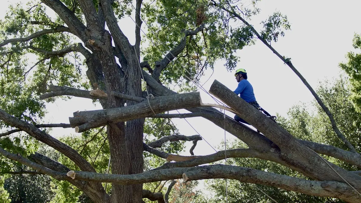 Professional Crown Thinning performed by certified arborists in Kaneville