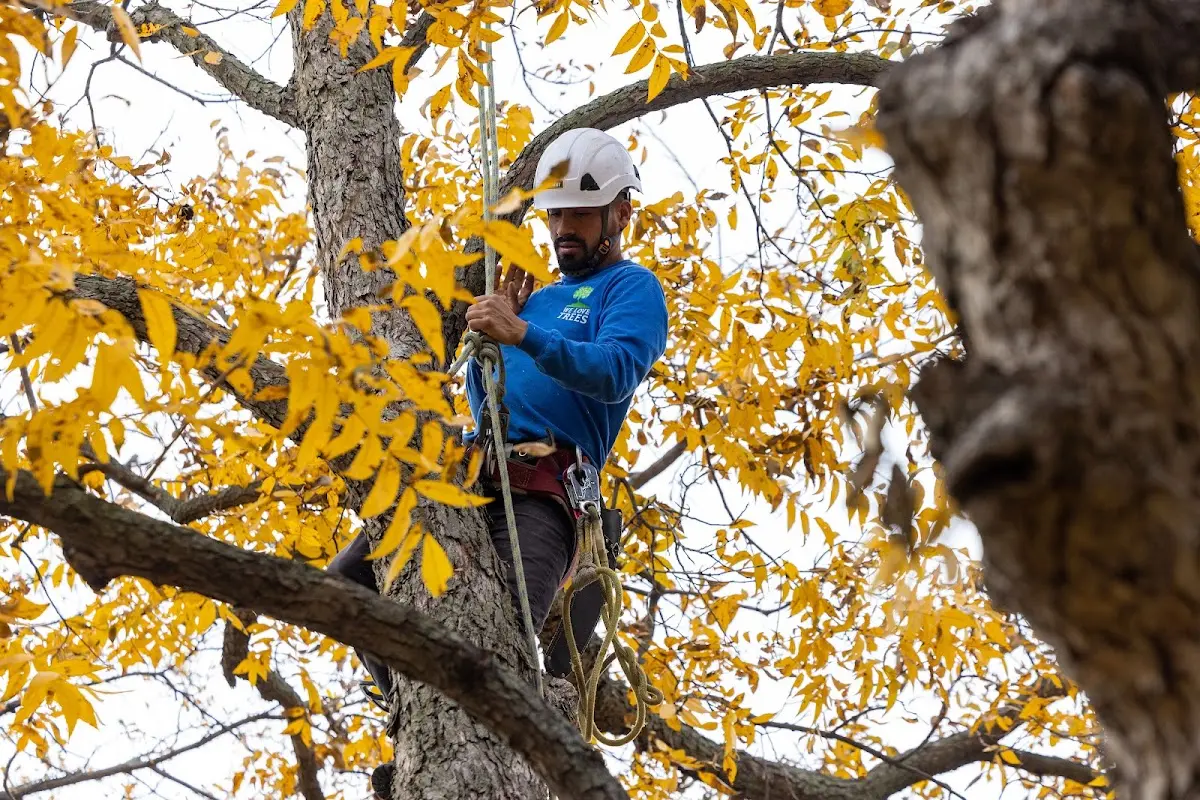 Skilled Tree Trimming crew working in Kaneville
